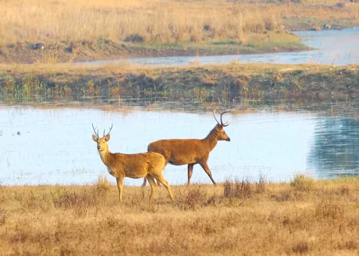 Jabalpur Kanha Pachmarhi Tour Package
