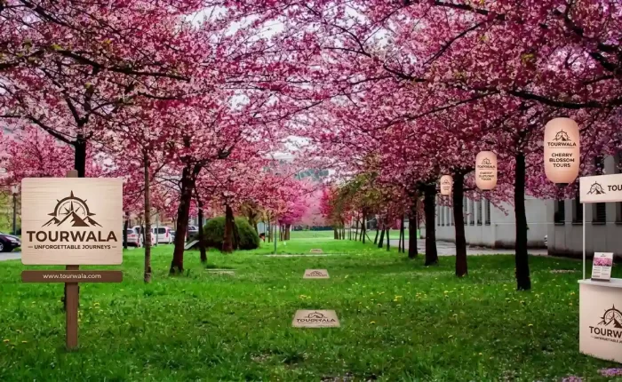 Japan Cherry Blossom Tour Package from India