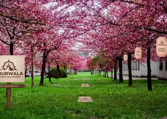 Japan Cherry Blossom Tour Package from India