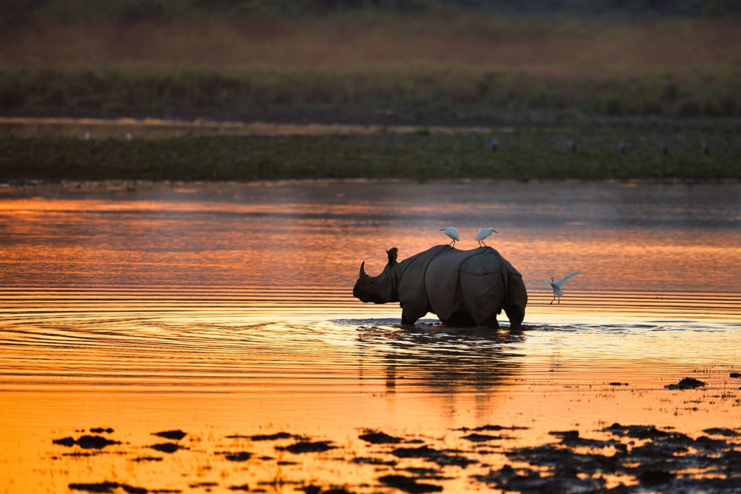 Kaziranga, Nameri & Meghalaya Tour – Best of Assam and Meghalaya
