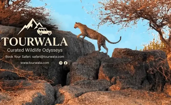 Jawai Leopard Safari Package
