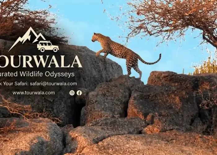 Jawai Leopard Safari Package