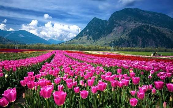 Kashmir Tulip Garden Tour Package