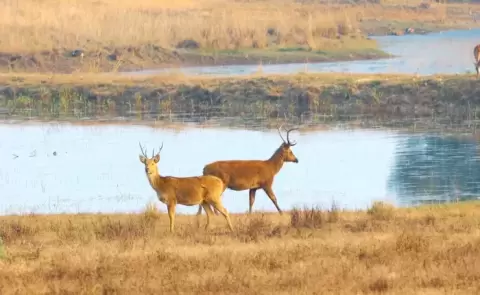 Jabalpur Kanha Pachmarhi Tour Package